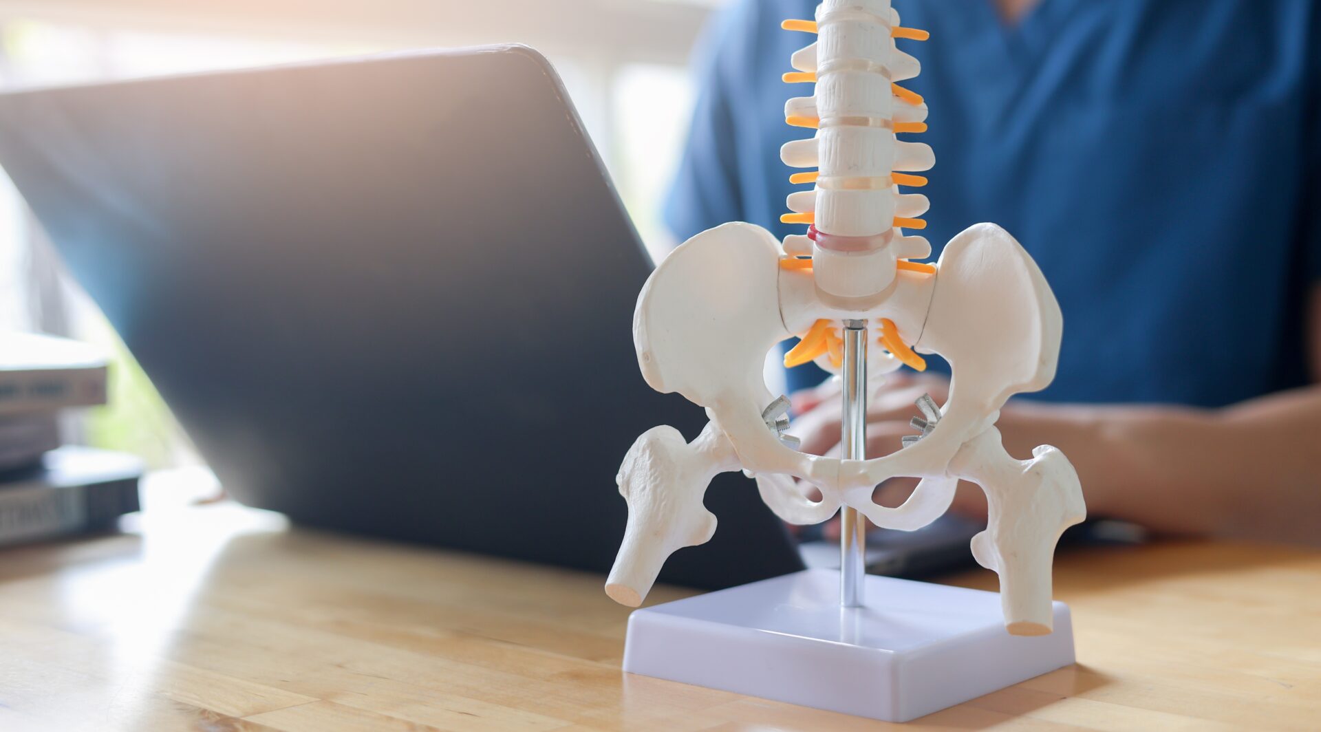 Close up on human, spine model at middle back